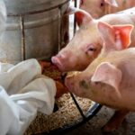 What You Should Do and Not Do as a Pig Farmer