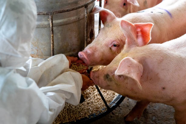 What You Should Do and Not Do as a Pig Farmer